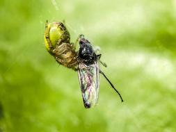 pumpkin spider caught a fly, close-up