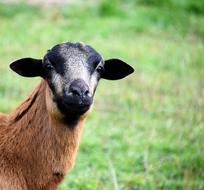 Portrait of the beautiful, colorful and cute sheep among the green grass