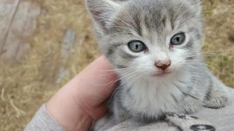 grey small Kitten Cat