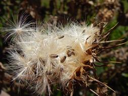 fluffy wildflower with seeds