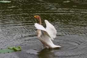 Animal Waterfowl Swan Wild