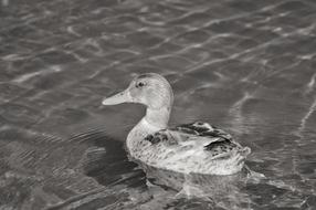 Young Duck swims on clear water