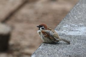 Wild Little Sparrow Bird