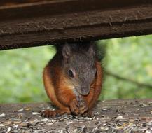 Squirrel as a Cute Rodent