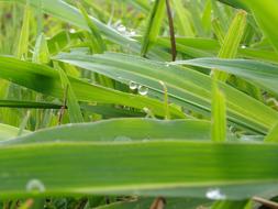 green beautiful grass with water