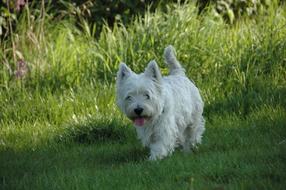 Beautiful and cute, fluffy, white West Highland Terrier among the green grass in sunlight and shadow