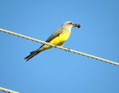 Close-up of the cute, colorful and beautiful Bem-te-vi bird on the rope, under the blue sky