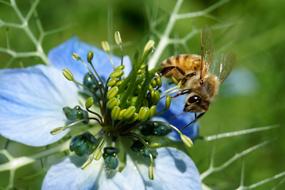 Bee Summer Insect