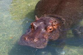 hippo sleeping in the water