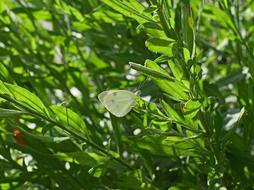 Close-up of the beautiful cabbage white butterfly on the green plants in sunlight