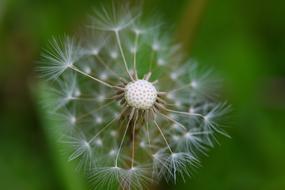 dandelion against a green background