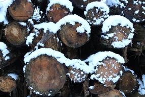 snow on old logs