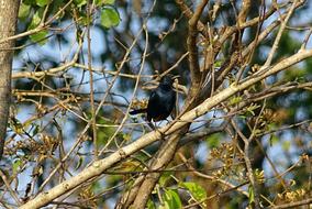 Bird Robin Indian on a tree on a sunny day