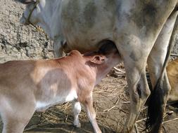 Cow Village Animal