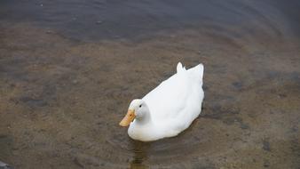 Duck Bird Water