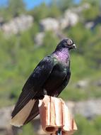 a bird perched on a pole