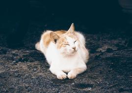 Kitten Sleeping In the dark