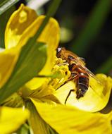 bee on a bright yellow flower on a blurred background