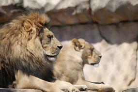 a couple of lions at the zoo