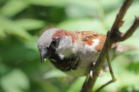 Bird Close Up in a blurred background