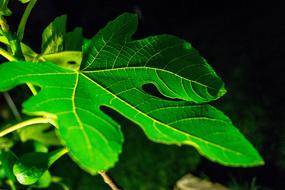 Leaf Fig Green tree