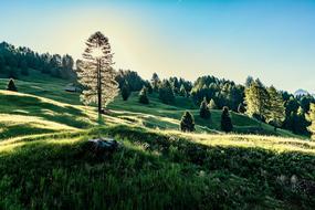 light over a grassy meadow