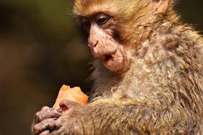 Barbary Ape as an Endangered Species