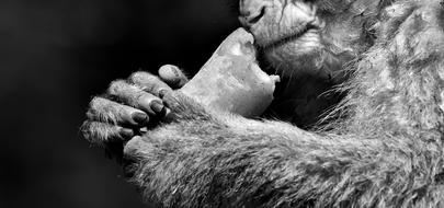 monochrome photo of Barbary Ape Endangered