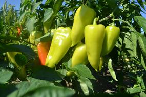 ripe peppers on a bush