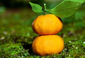 Two juicy tangerines