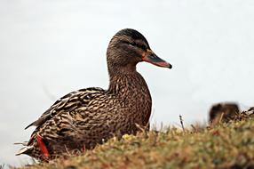 Cute, colorful and beautiful duck on the colorful grass in the winter