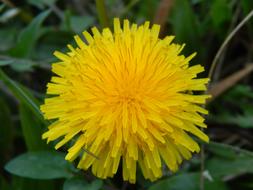 yellow flower on green grass.