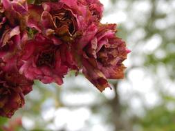 red dried flowers at the top