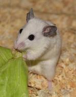 white mouse gnaws a leaf of green lettuce