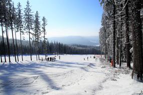 snowy forest beautiful