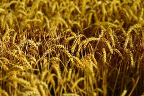 beautiful wheat in the field