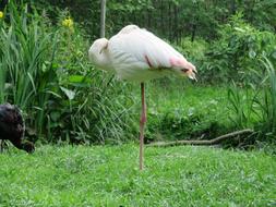 Beautiful, cute and colorful flamingo sleeping among the green plants