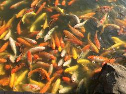 exotic Fishes in pond