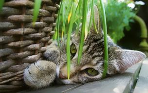 Cat Garden Basket