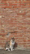 Cat at Brick Wall