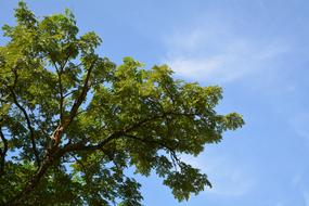 Sky Tree Natural Autumn