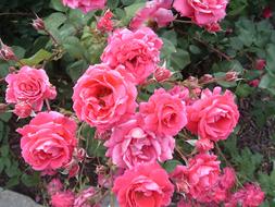 blossoms pink view landscape beautiful