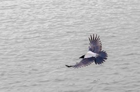 bird over water