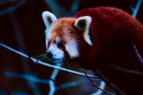 red panda on the tree at the zoo