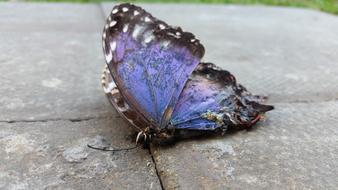 The Dead Butterfly