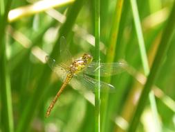 dragonfly green grass