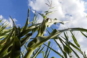 corn sprouts in the field