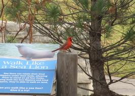 Cute and beautiful, red cardinal bird among the plants, near the sign