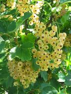 sweet summer currants