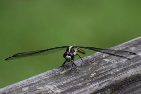 Close-up of the colorful and beautiful dragonfly on the wood, at green background